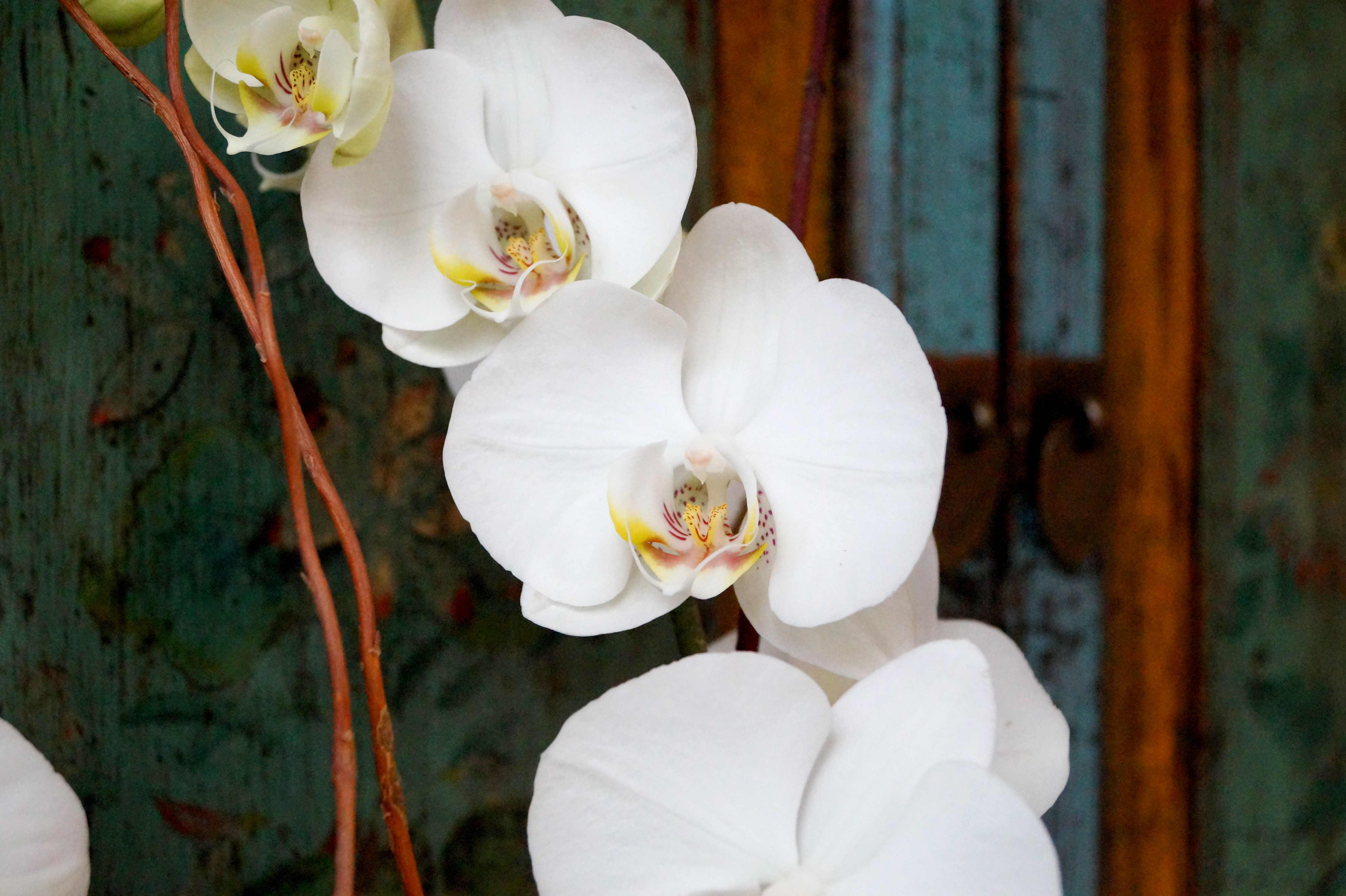 orquidea-blanca-4