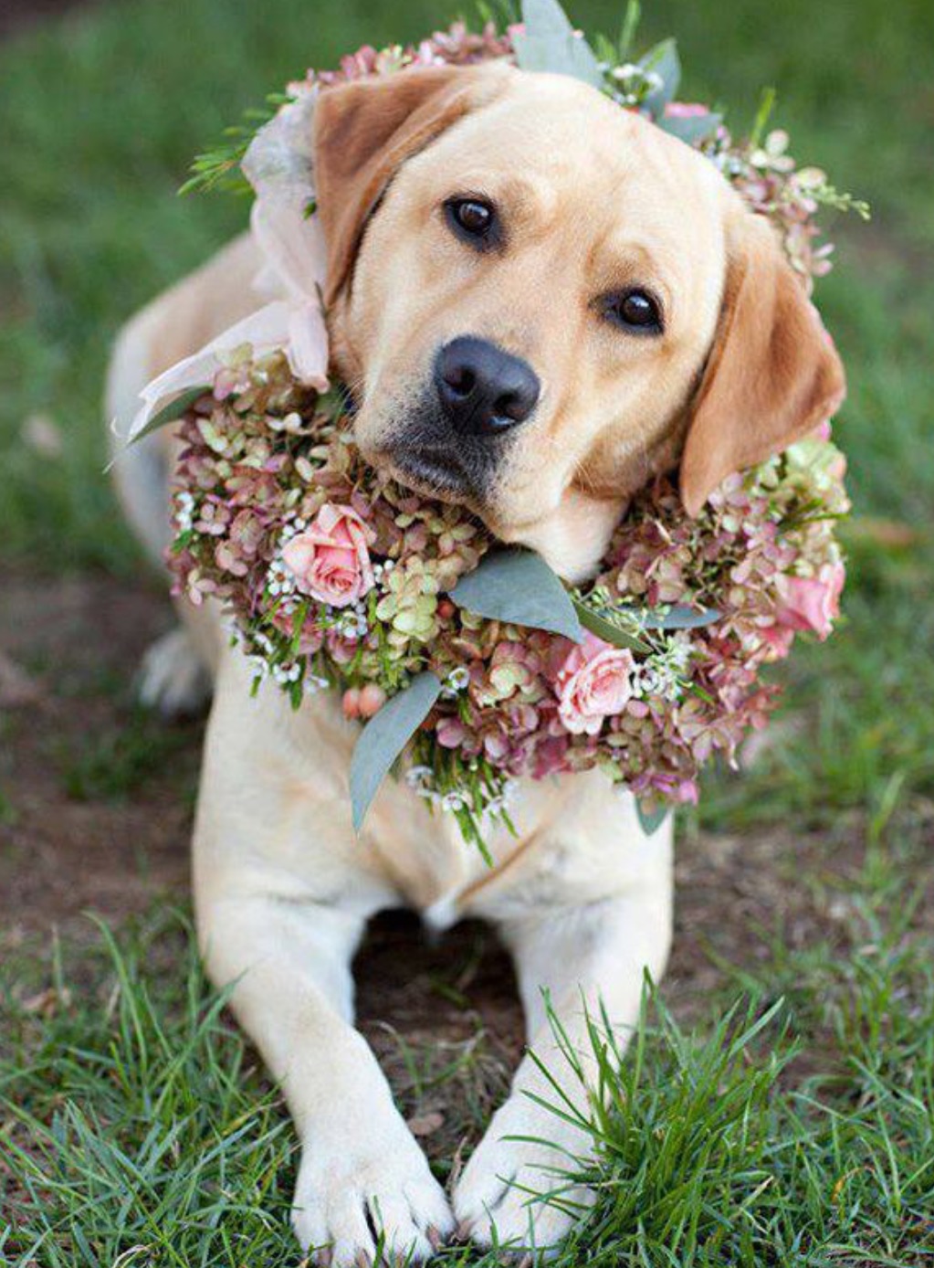 Mascotas de boda Salón des Fleurs. Tienda